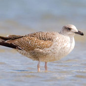 Lesser Black-backed Gull